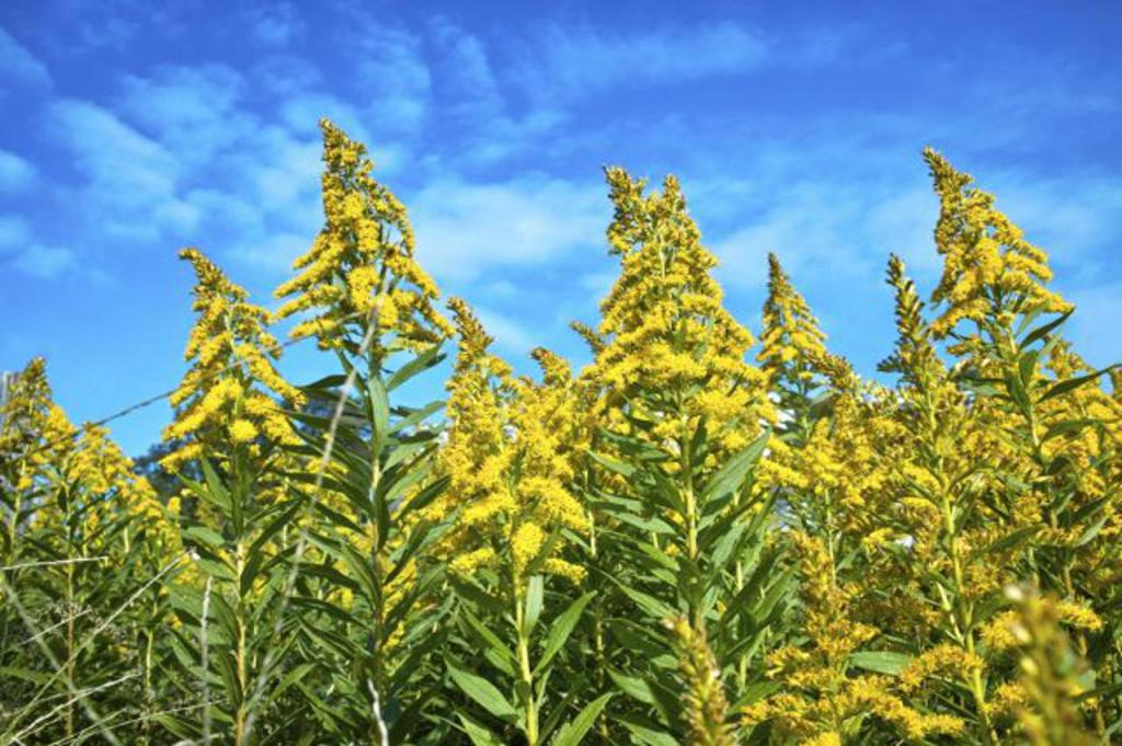 U toku suzbijanje ambrozije, Ciklonizacija uklanja opasni korov na 2.000 hektara širom&nbsp;Vojvodine