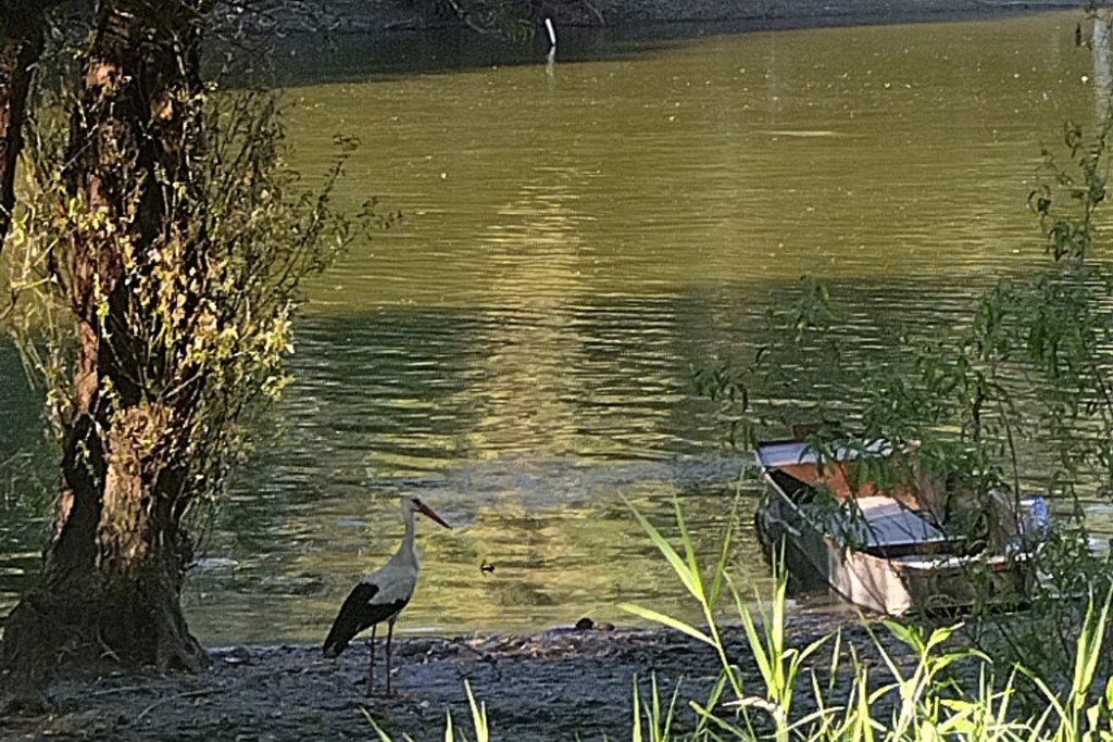 Rast Dunava u Apatinu i Bezdanu, očekuje se da premaši nivo redovne odbrane od poplava; Zakazan sastanak štaba za vanredne&nbsp;situacije